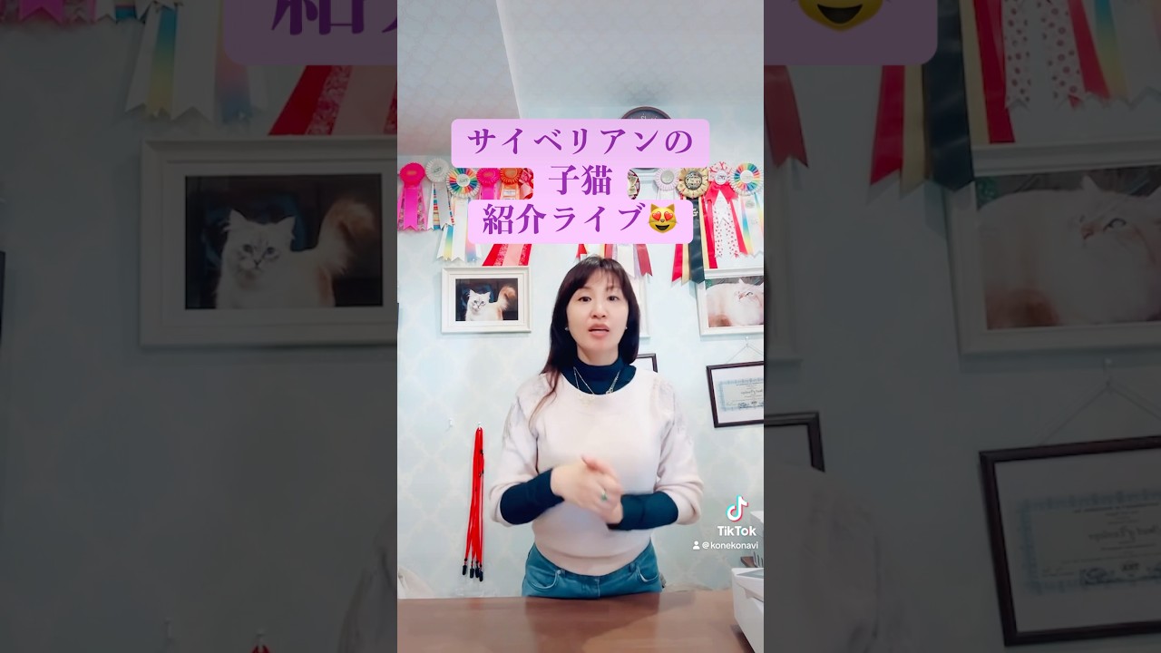 11/29 #サイベリアン  #子猫 ご紹介ライブを配信しました。これが最後！のクリスマスキャンペーン🤶２頭だけ開催します。可愛い膝乗りする子猫２頭を20%オフでご案内です😻#ペットショップ
