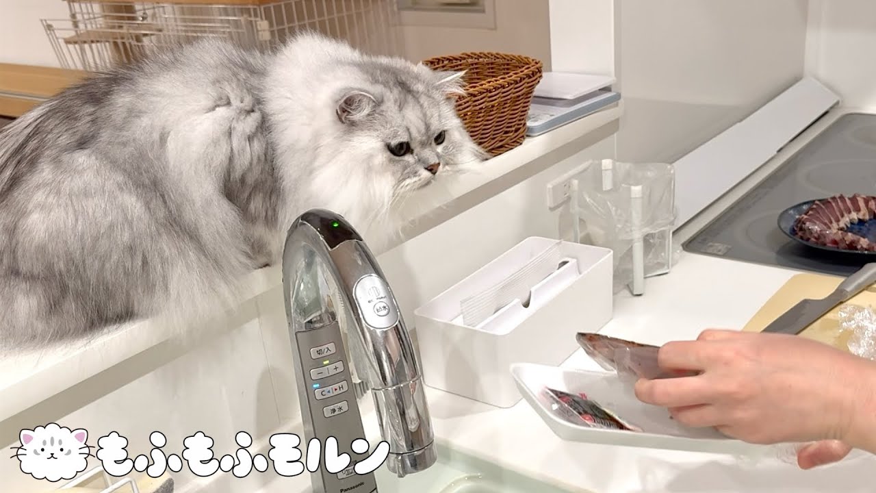 調理中の魚を狙う猫 【サイベリアン】
