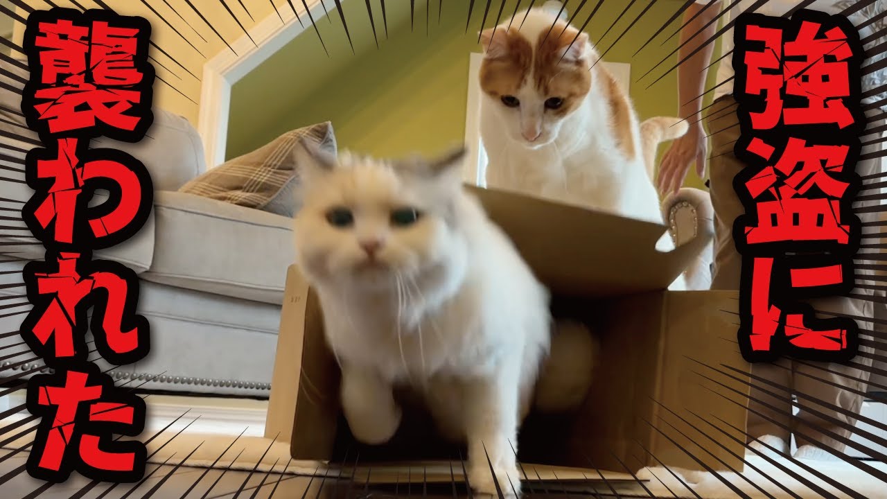 猫たちにダンボールを与えると大変なことになります【関西弁でしゃべる猫】【猫アテレコ】