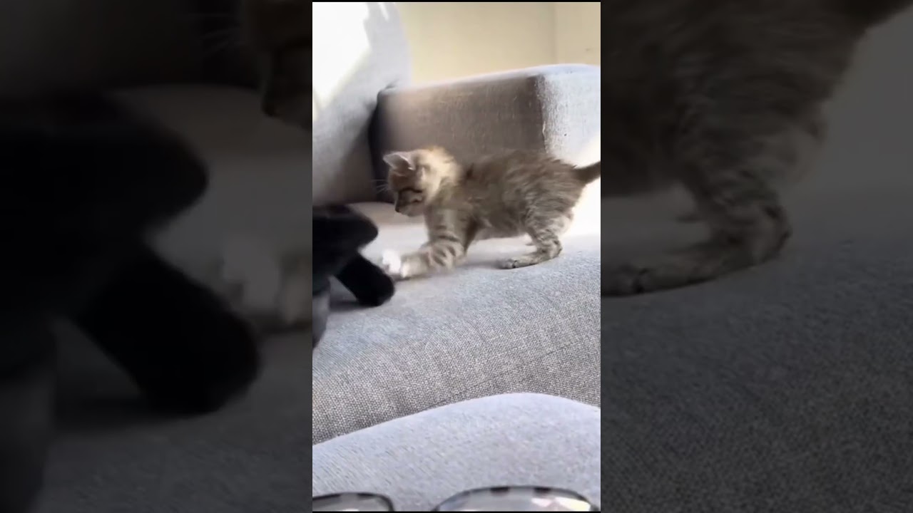 The Funniest Cat Moments #pets #animals #cats #funny