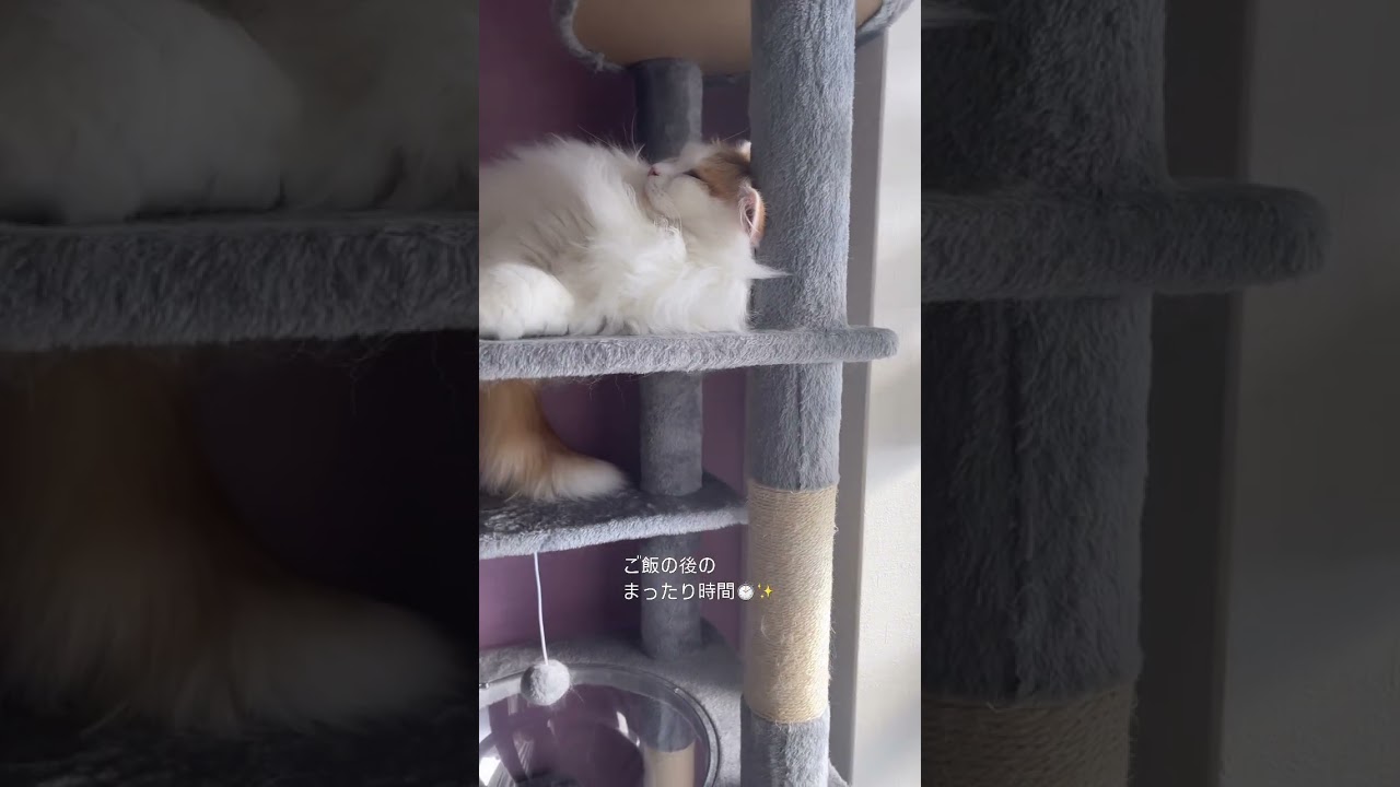 【猫の日常】満たされたニャ♡ #猫#マンチカン#cat#キャットタワー#猫好きさんと繋がりたい