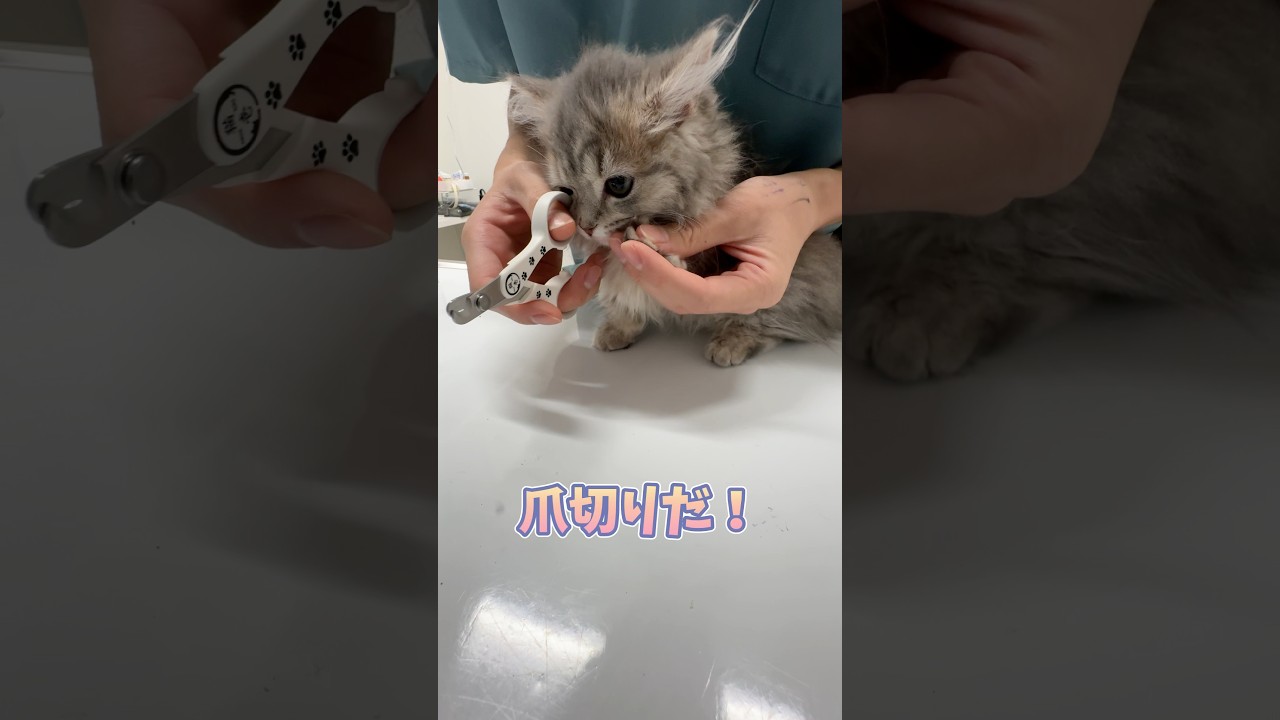 いい子に爪切りされるマンチカン