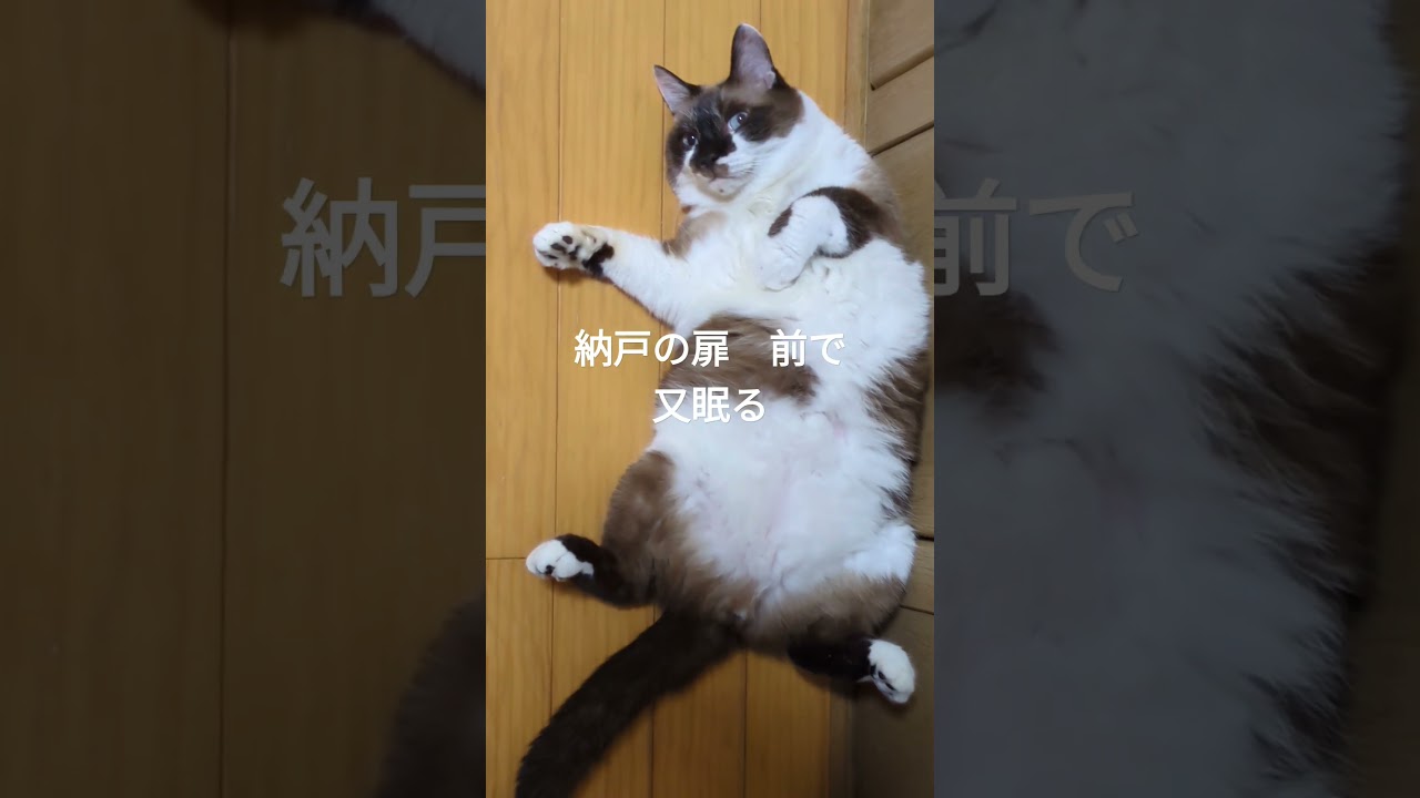 飼い猫「そらくん」は「猫でもドア」使い家中で昼寝三昧#shortsyoutube #スノーシュー＃ペットドア＃猫ドア＃漆喰壁＃無垢材５ｍｍ