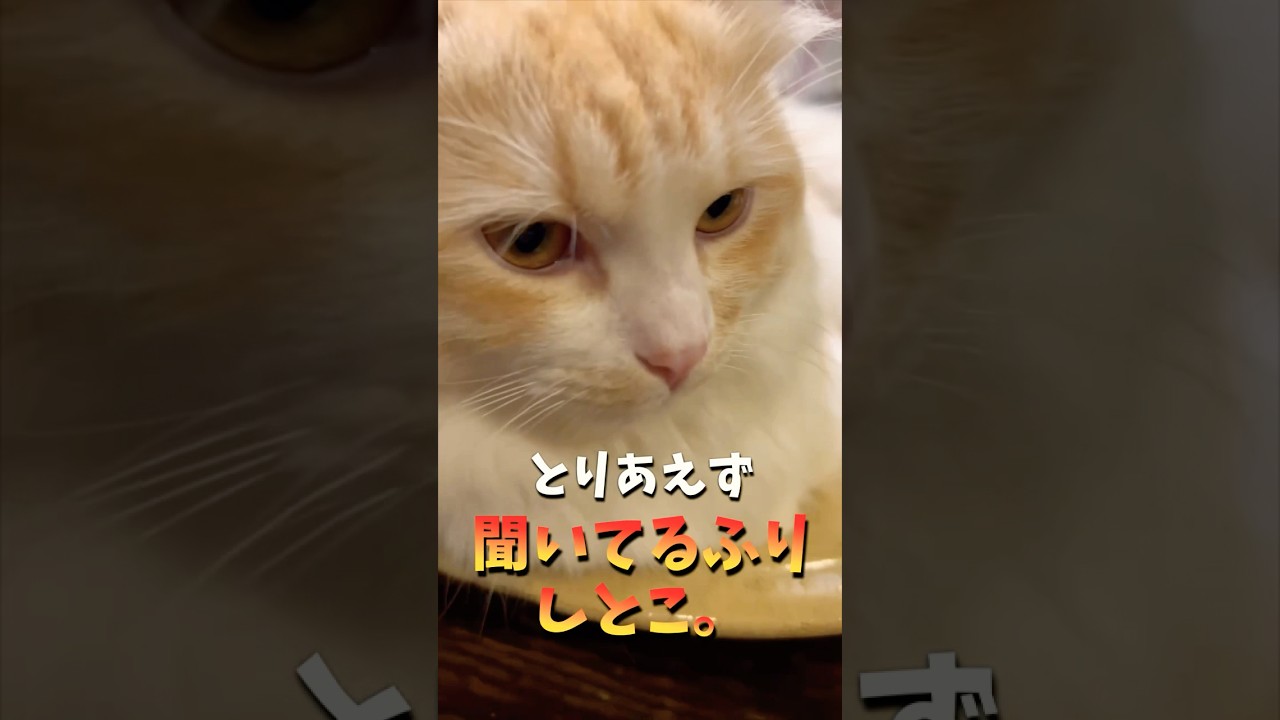 【キンカロー】聞いてるふりどあっぷ毛玉【マンチカール】