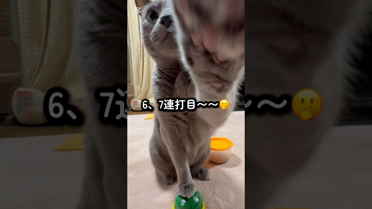 【ロシアンブルー】めろん今朝のベル押し🛎️7連打⁇🤭【猫】#shorts