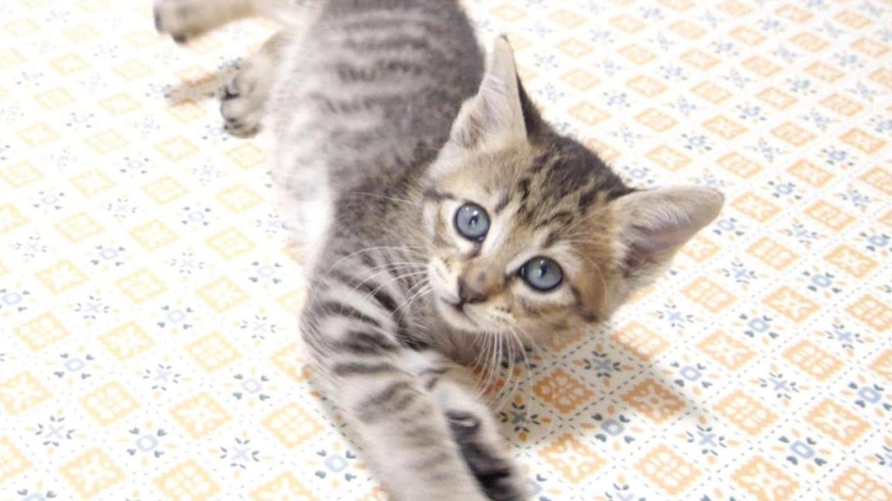子猫はテーブルに飛び移ろうとしたけどジャンプが失敗しちゃいました【赤ちゃん猫　保護猫】