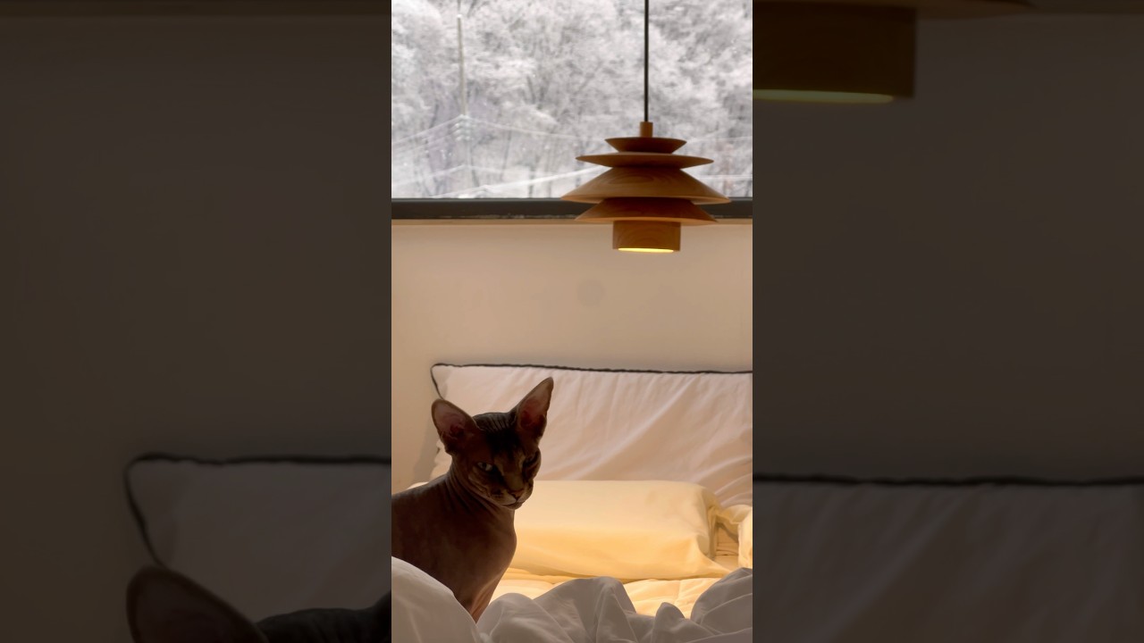 첫눈오는날 침대 이불속에서 잠만자는 디오💜