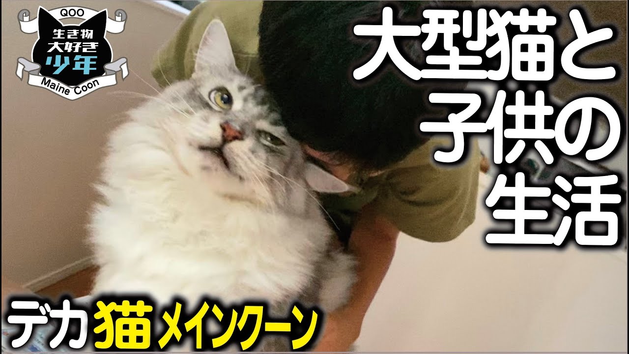 【メインクーン】大型猫との生活5年目。子供との信頼関係は築けているのか？子供を受け入れる賢くて気弱なデカ猫