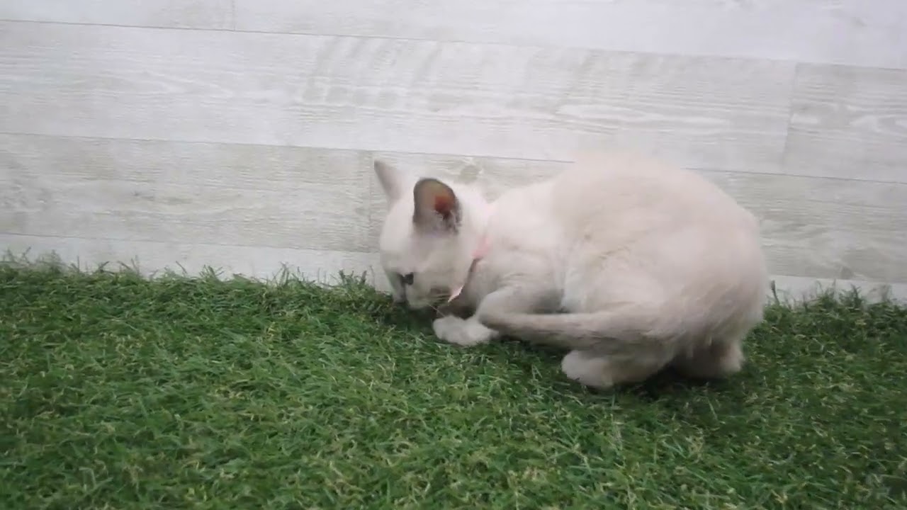 Coo&RIKU　No00697062 トンキニーズ