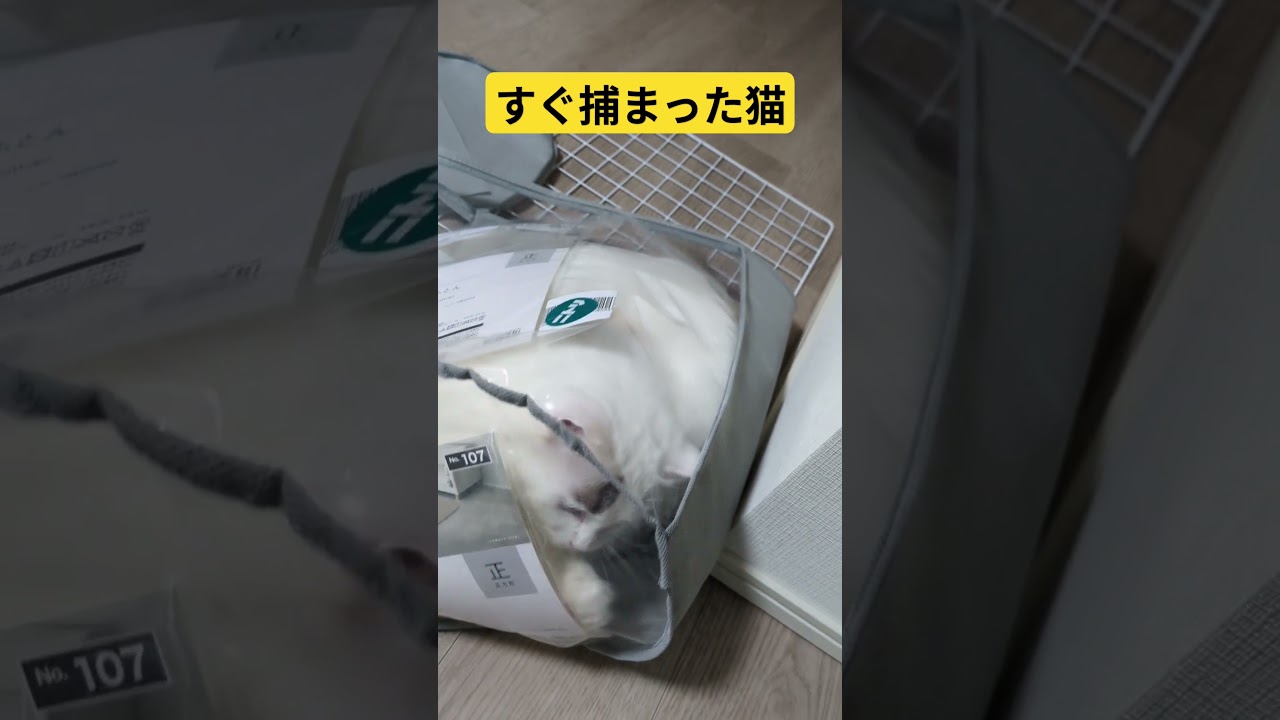 開封後すぐに　#ねこ　#cat 　#ラグドール