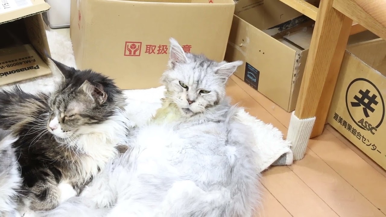 16才になったメインクーン女史クレアさん