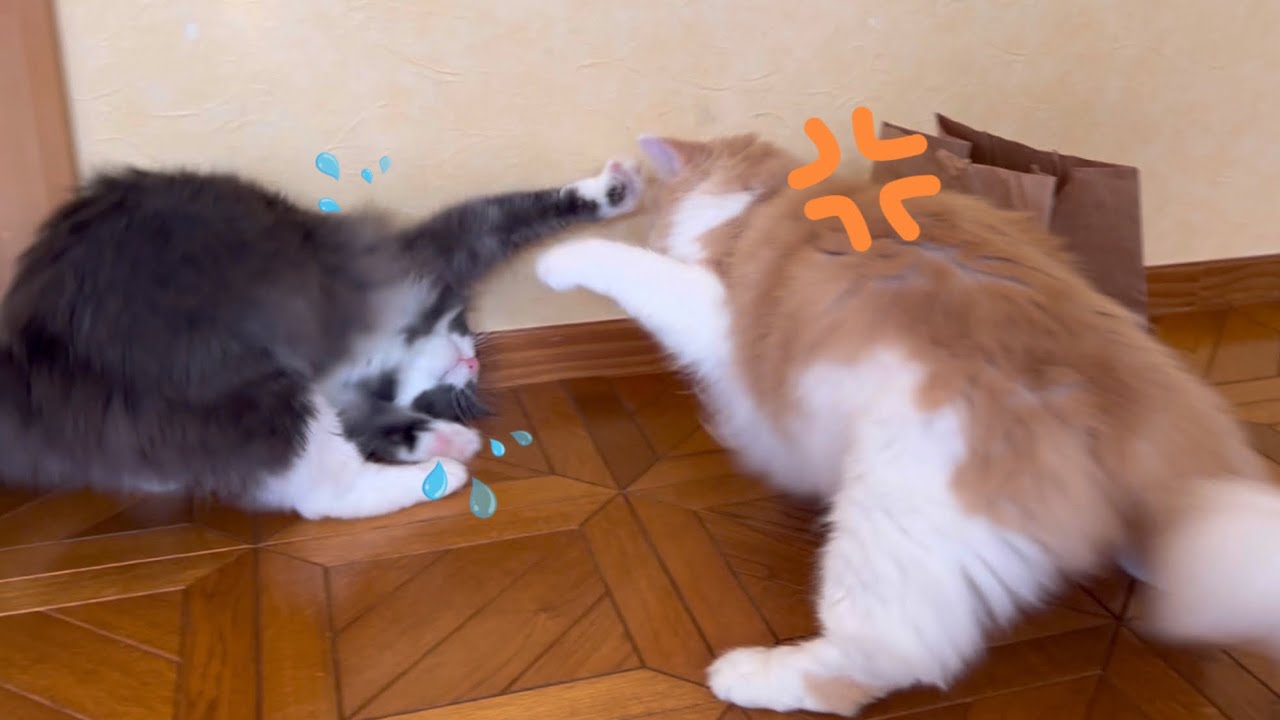 【猫パンチ‼︎】紙袋に夢中になりすぎて怒られちゃった末っ子ターキッシュアンゴラwww