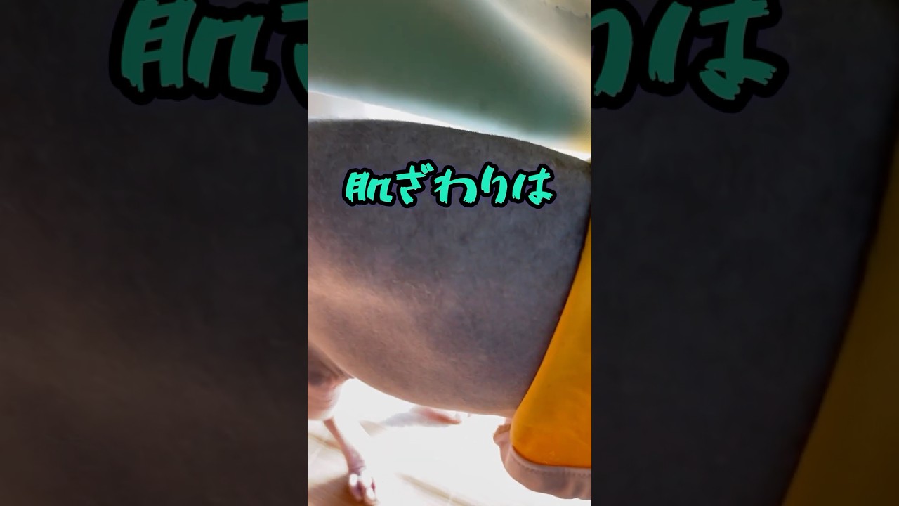 スフィンクス猫チャイについての雑学#shorts #cat #猫 #猫のいる暮らし #sphynx