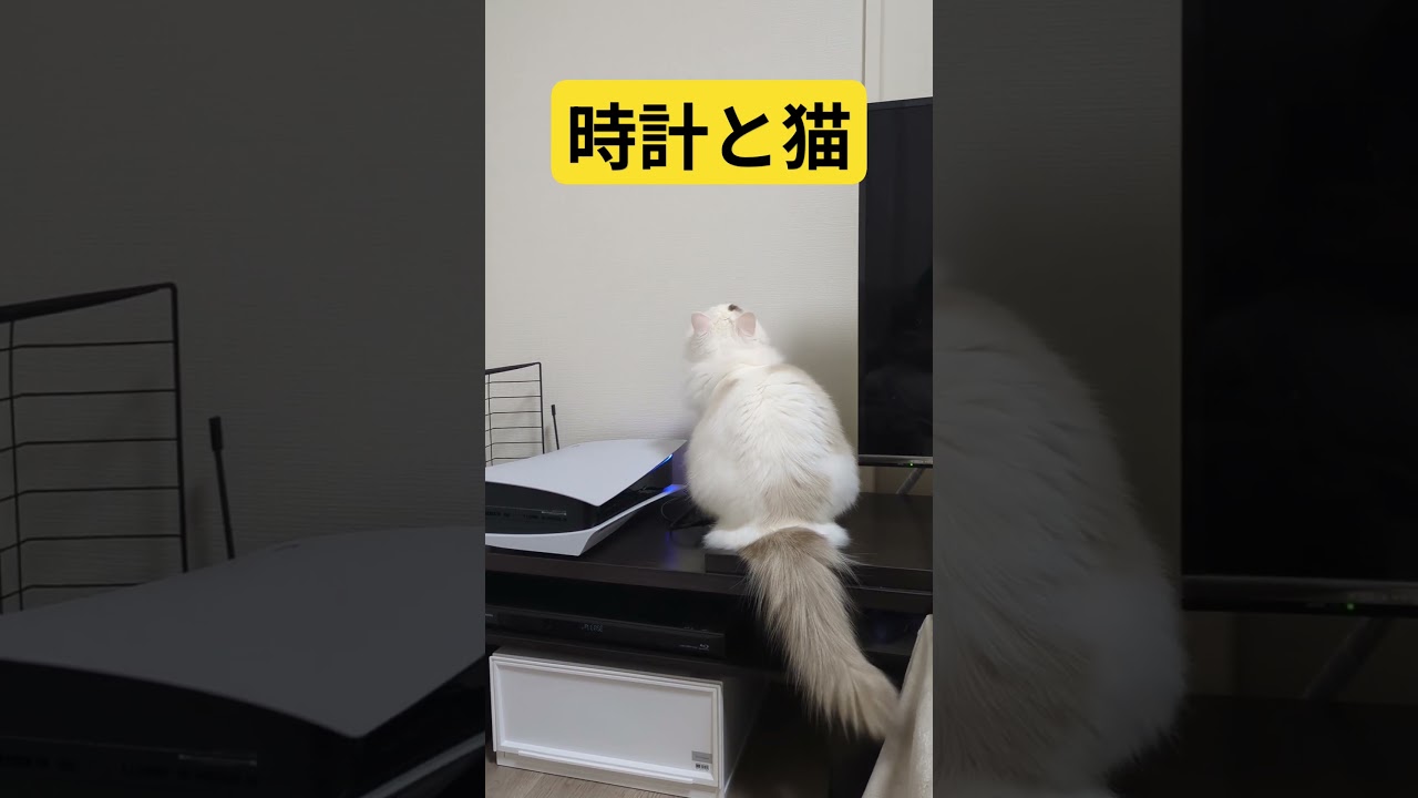 ニトリ様様　#ラグドール #ねこ #ニトリ購入品
