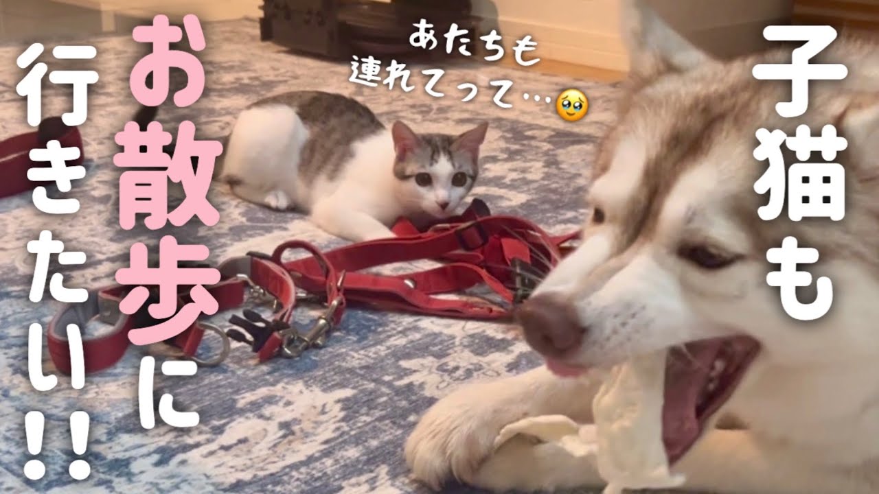 ハスキー姉妹と散歩に行きたくて鳴いちゃう子猫