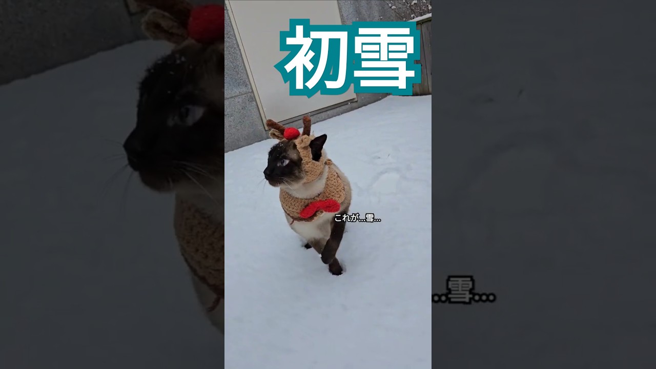 雪が降っても散歩は諦めない猫  #猫動画 #シャム猫 #ねこ #샴고양이 #산책냥이