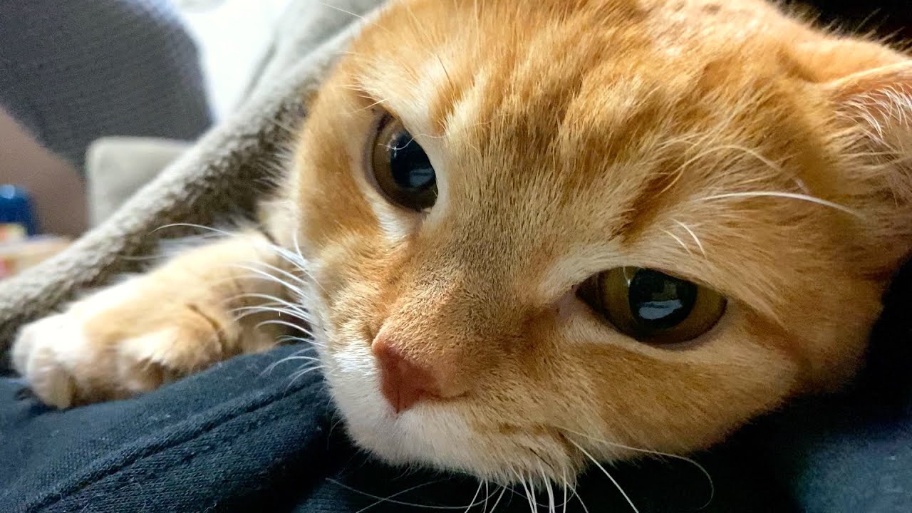 愛猫との添い寝（バッドエンド）