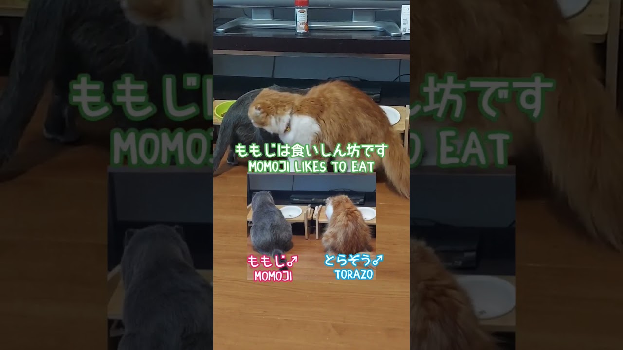 兄猫は食いしん坊 eats a lot #スコティッシュフォールド #cat #cats #猫 #ねこ #ネコ #ねこのいる生活 #short #shorts