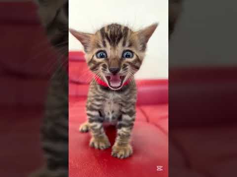 ベンガル クリクリのタレ目ちゃん