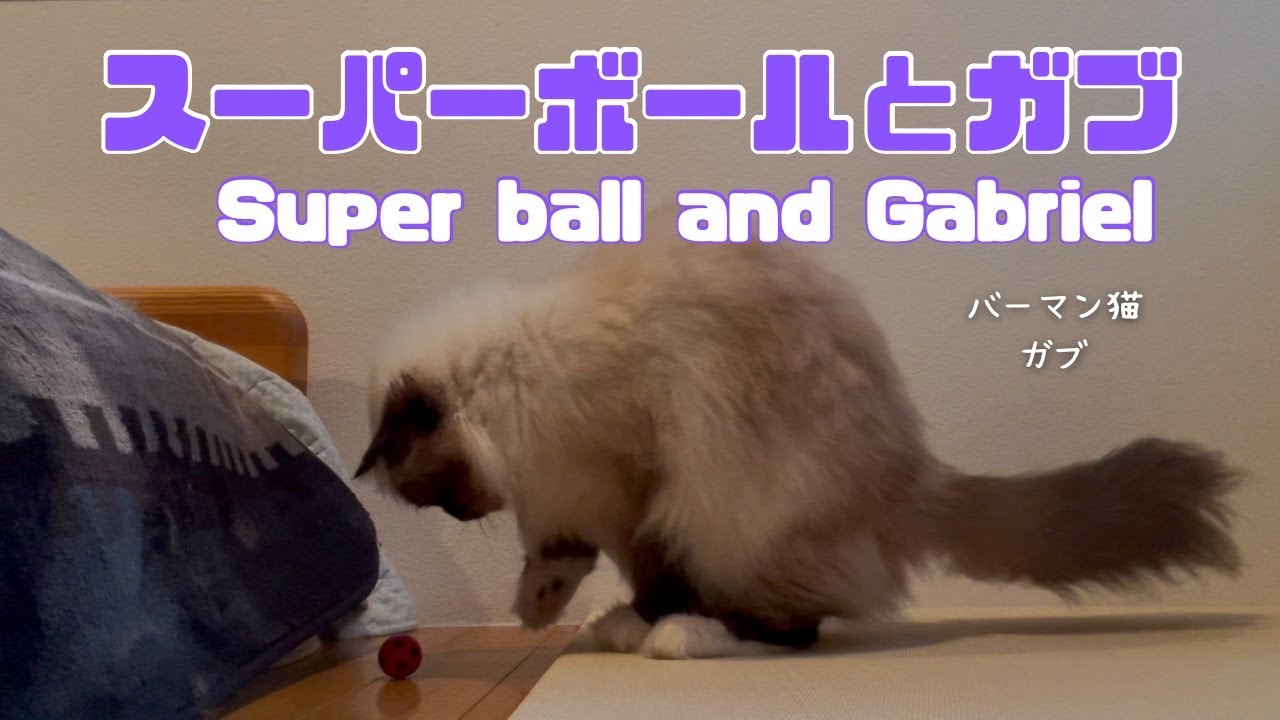バーマン猫ガブ【スーパーボールとガブ】Super ball and Gabriel（バーマン猫）Birman/Cat