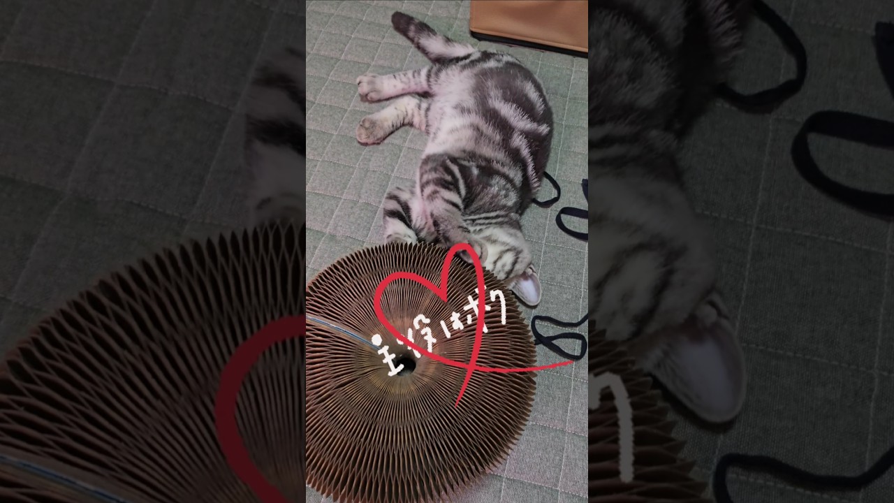 最強の主役💕子猫だよね❗#子猫#Shorts