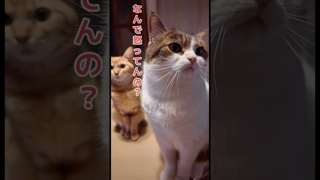 ママが言うこと聞かないから怒ってんの😾💢　#ねこ動画 #猫のいる暮らし #munchkin #cat #モフモフ