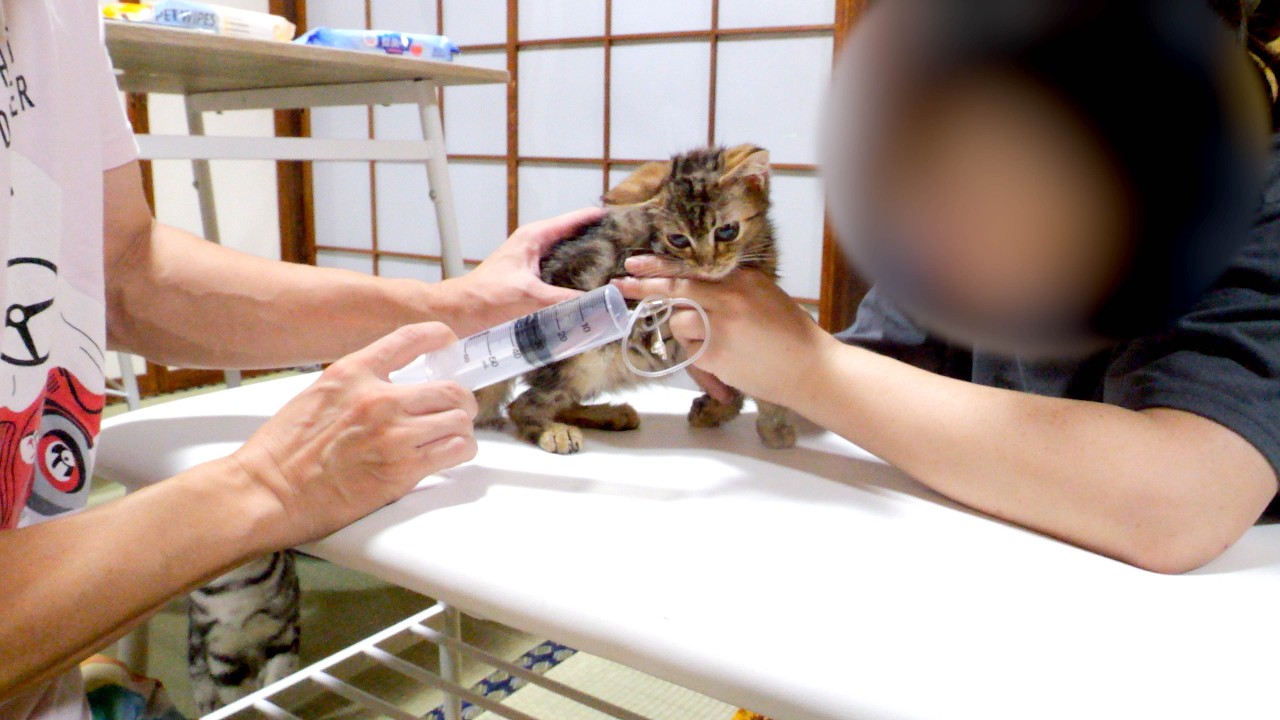 FIP闘病中の子猫に自宅で皮下補液。痛がる子猫に辛い治療…。