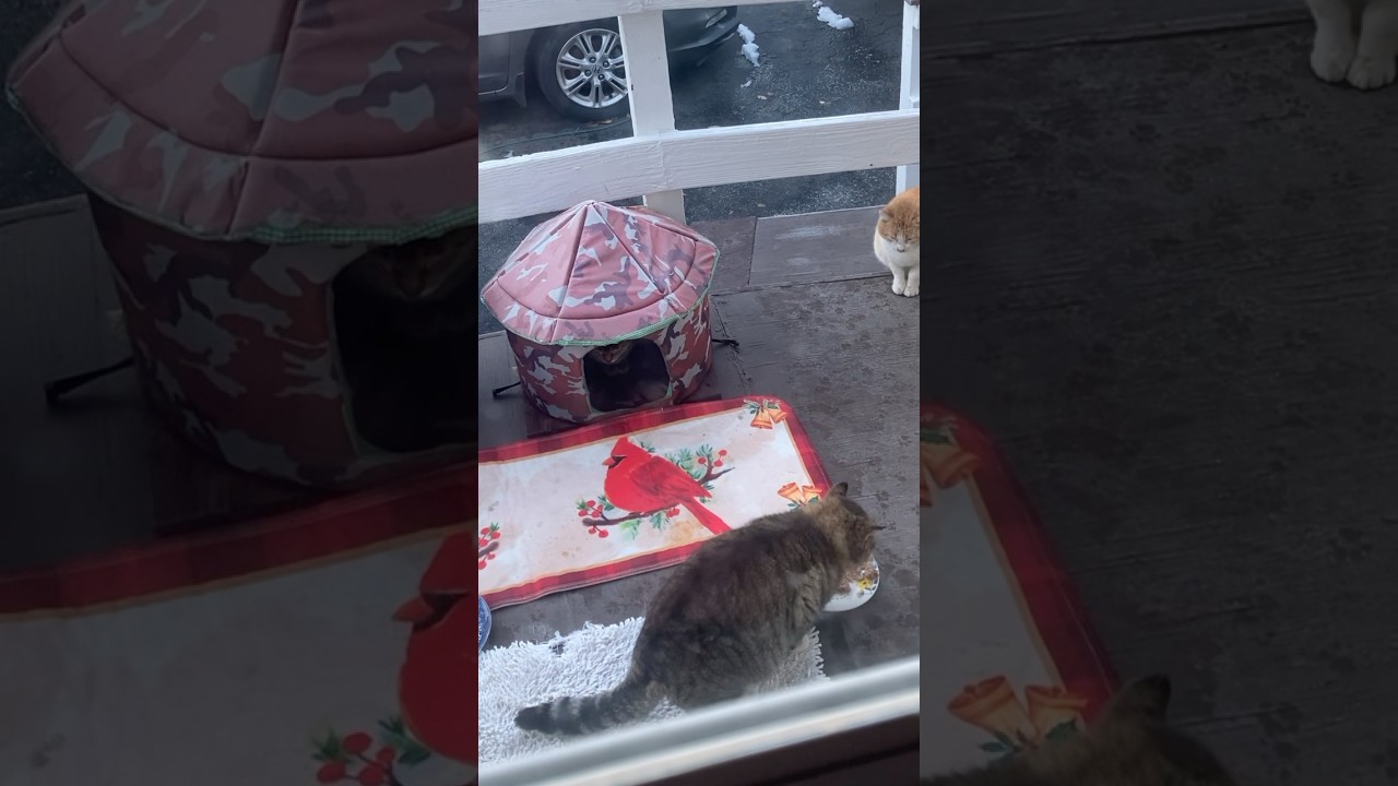 Benny & Manx The Stand Off #feral #cat