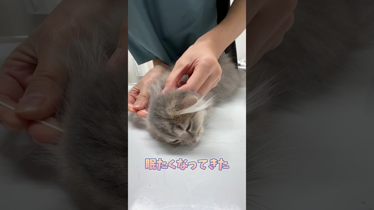 気持ちよさそうに耳掃除されるマンチカン