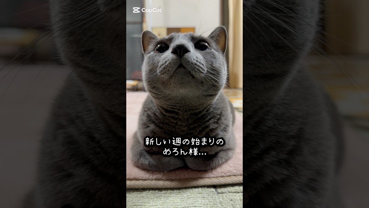 【ロシアンブルー】めろん〜新しい週がスタート🤗ちと早起き過ぎ😂【猫】#shorts