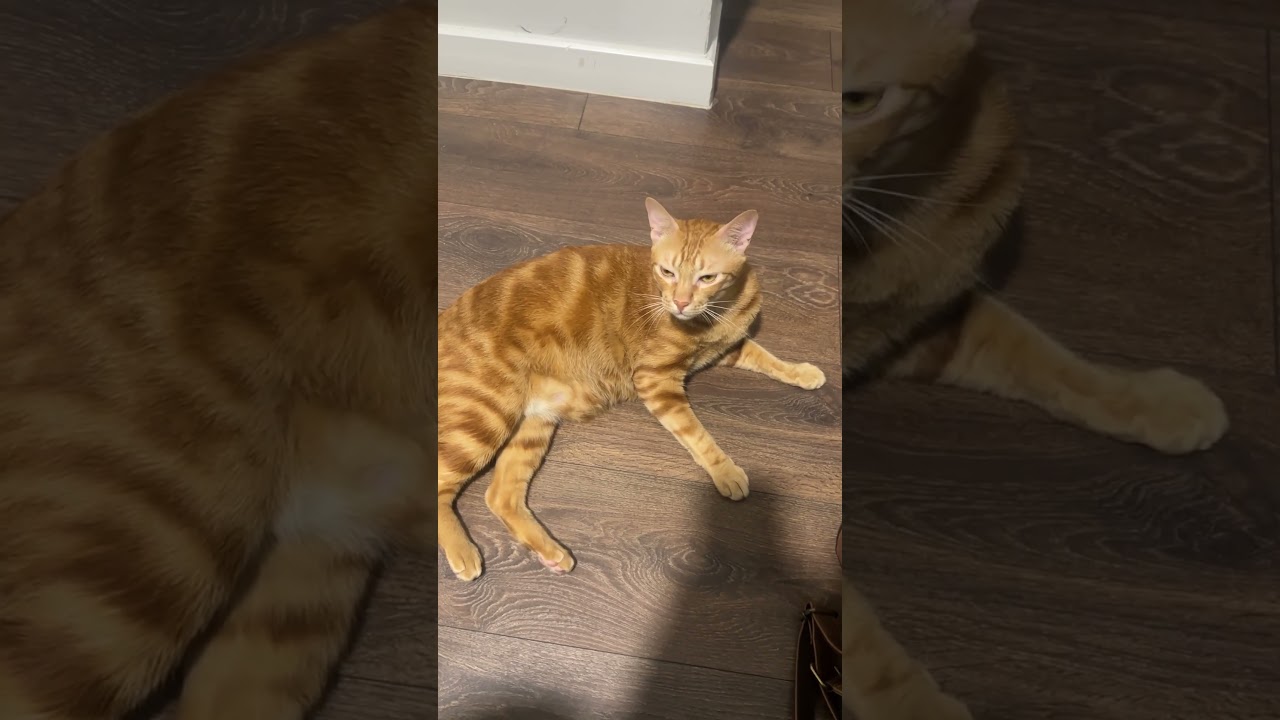 Mèo nằm kêu "sen ơi đi ngủ" #cat