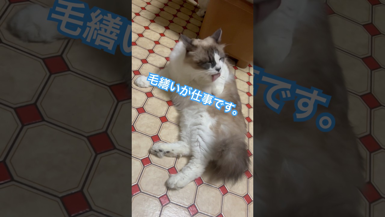 今日も当然働かないのです。#猫のいる暮らし #ラグドール風 #猫好きさんと繋がりたい #保護猫 #catlover