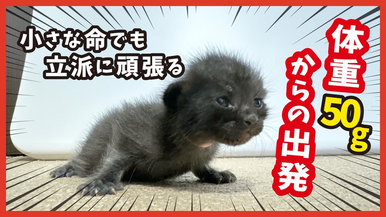 衝撃！手のひらサイズの子猫がやって来ました。