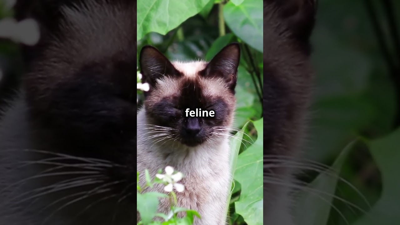 Top 3 best cats breeds in world #viralvideo #viralshort #cat #pets #catsofyoutube #catshorts #viral