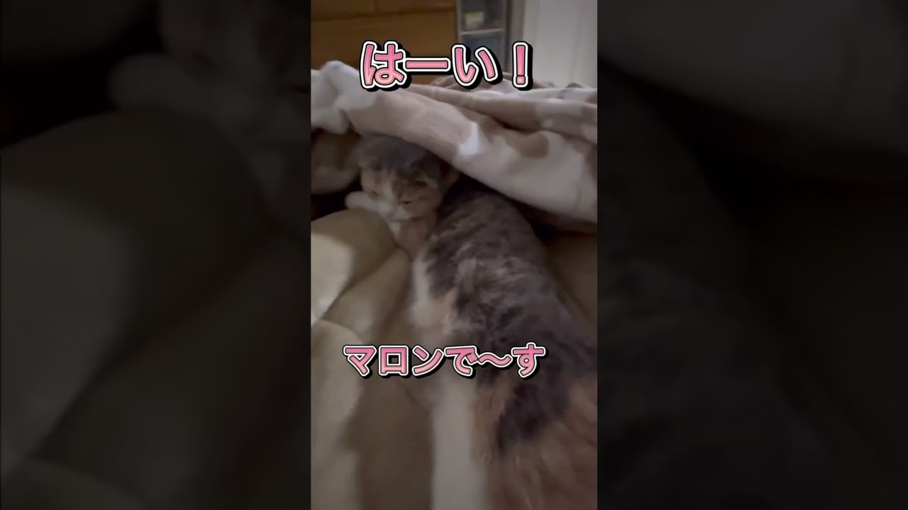 この足は誰でしょう〜#youtubeshorts #youtube #cat #スコティッシュフォールド #猫好きさんと繋がりたい #猫のいる生活 #猫のいる暮らし #猫 #ねこ #animals