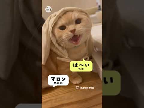 上手にお返事するマンチカン「マロンくん」🐈Good reply！ #猫王国 #マンチカン #猫動画 #shorts #catlife