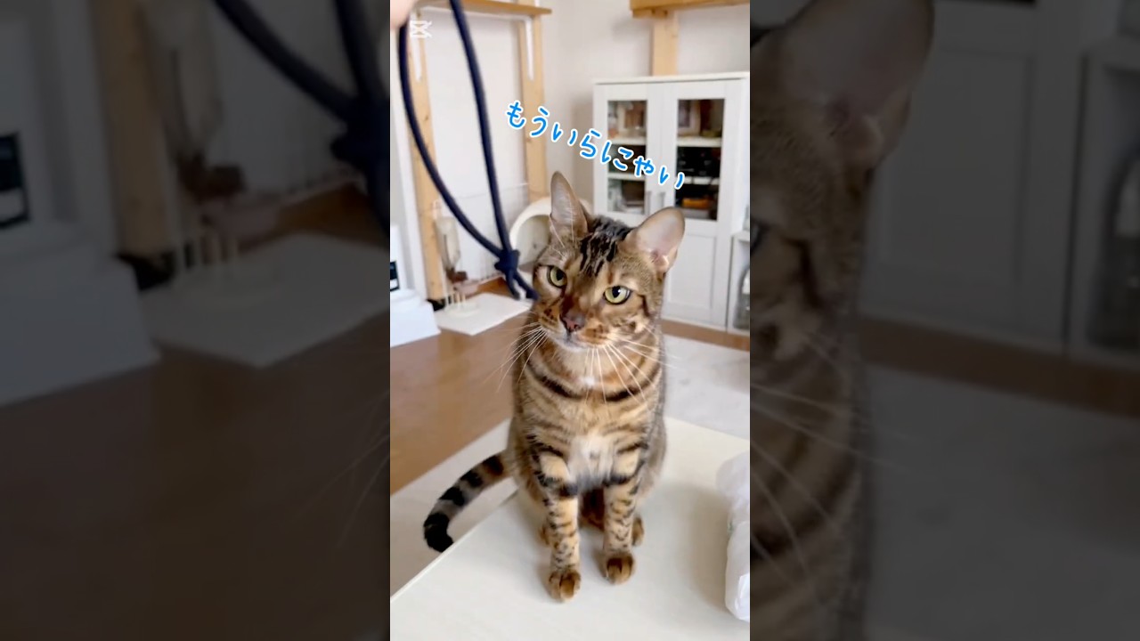 ぼくの！ #猫 #猫動画 #猫のいる暮らし #ベンガル #cat #fyp #shorts #short