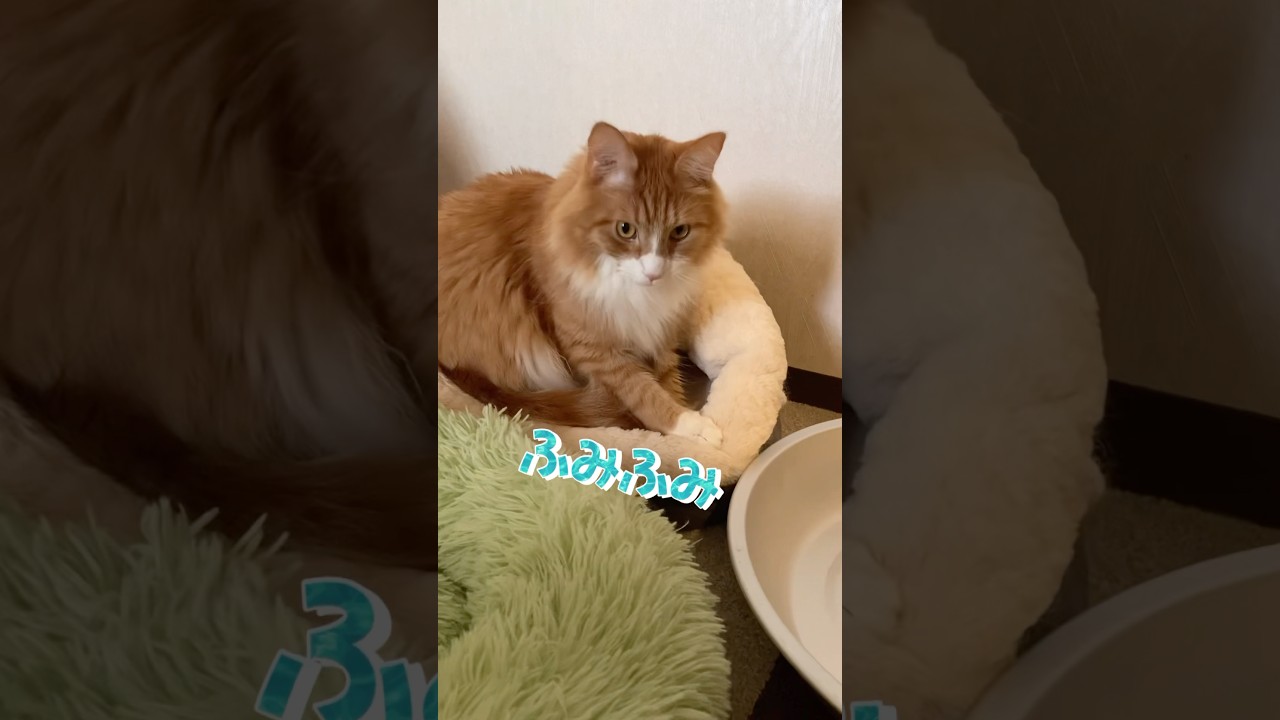 寝床を整える猫 #shorts  #メインクーン　#catshorts