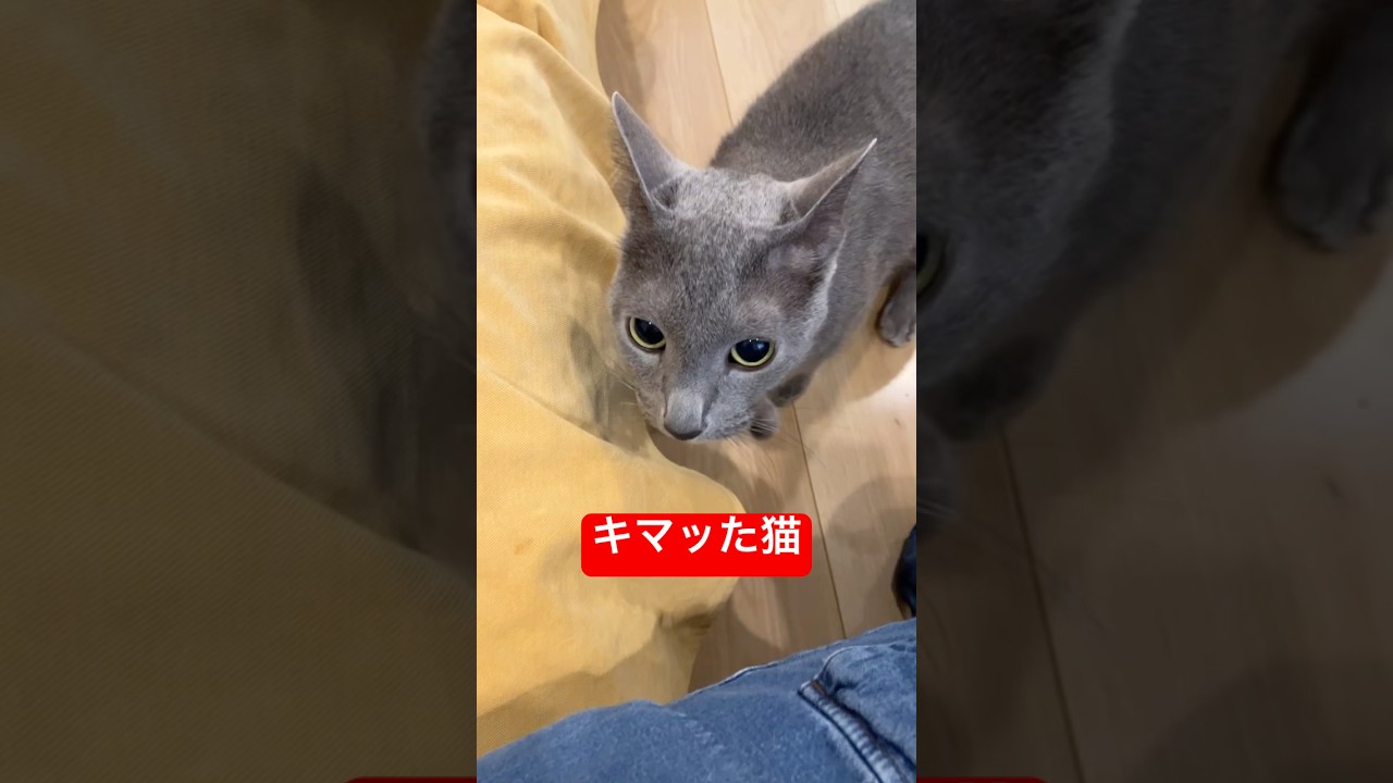 飼い主が素足なのに気づいたら#cat #russianblue #猫 #ロシアンブルー