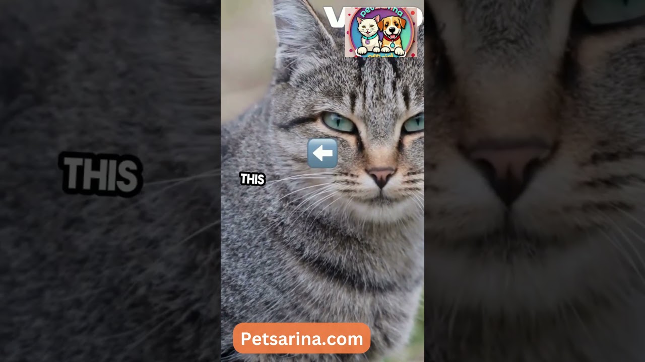 Havana Brown Cat Facts