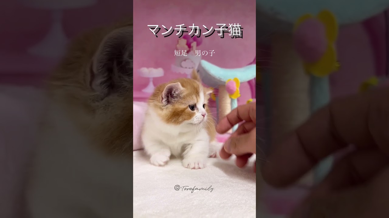 【マンチカン子猫】極短足の個性派男の子 #cat #かわいい子猫 #kitten #子猫 #cute #短足マンチカン #子猫ブリーダー