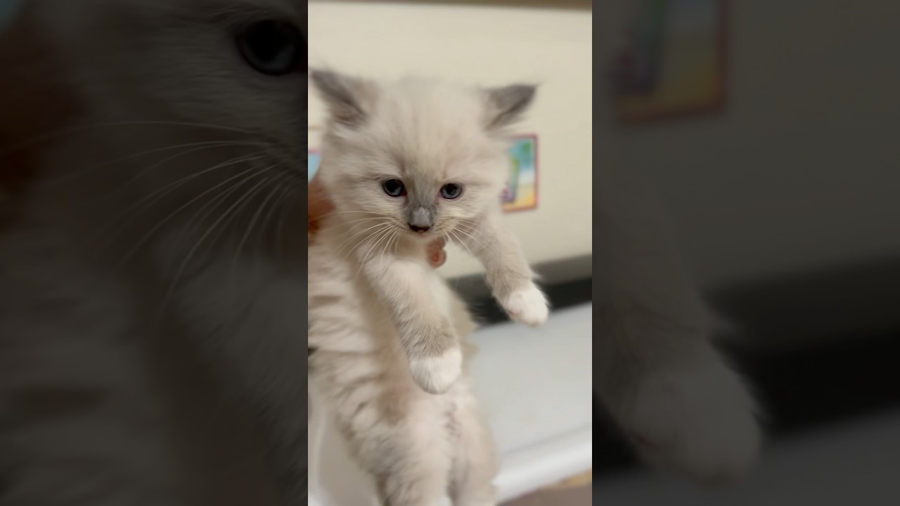🦁ライオンキングごっこ【アンジー】 #shorts #ライオンキング #子猫 #アンジー