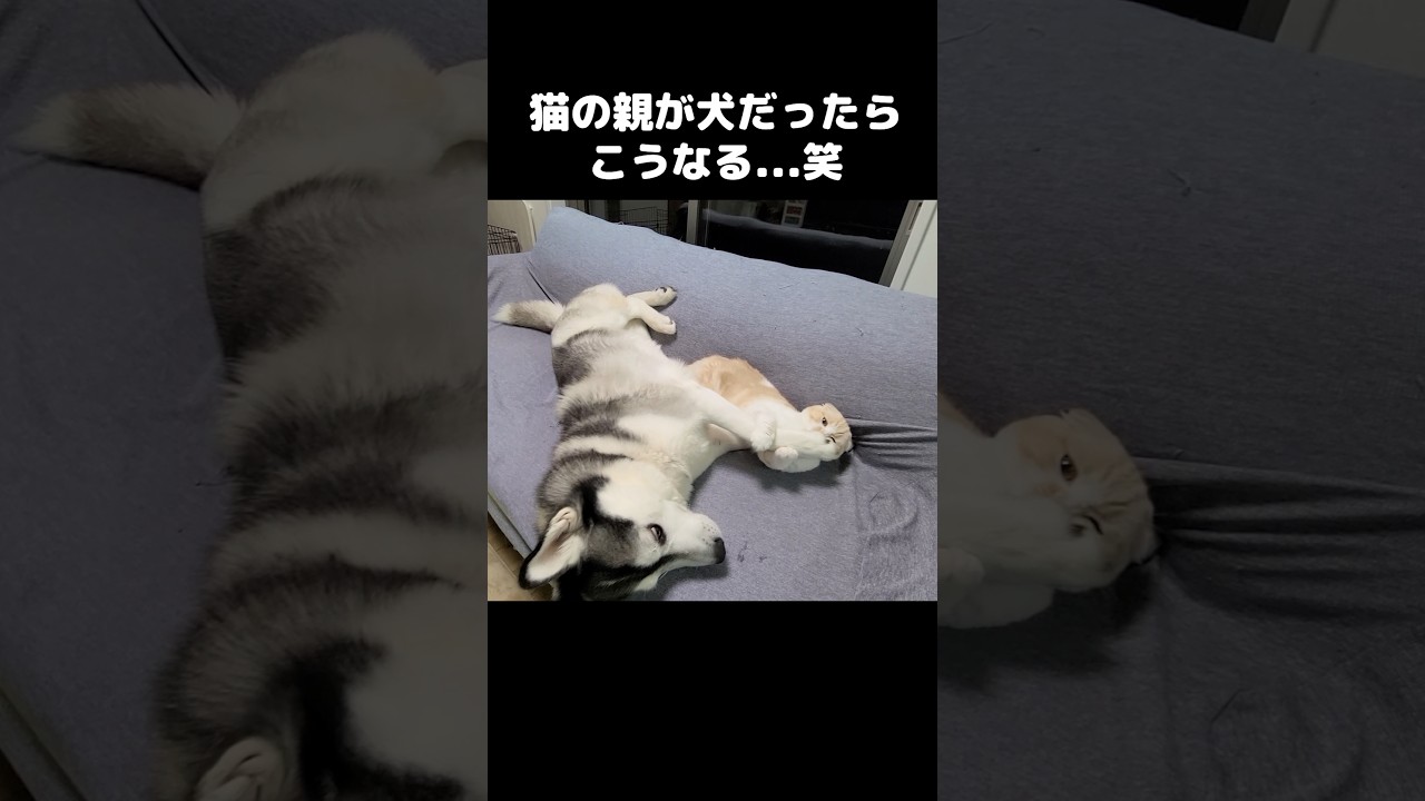 猫の親が犬だったらこうなります...笑#shorts