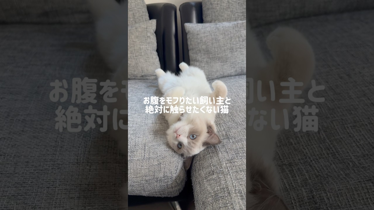 ギリギリの戦い#ラグドール#ラグドール子猫#ブルーポイントバイカラー#子猫#猫#猫のいる暮らし#猫のいる生活#ragdoll#cat#kitty#kitten#ねこのいる生活