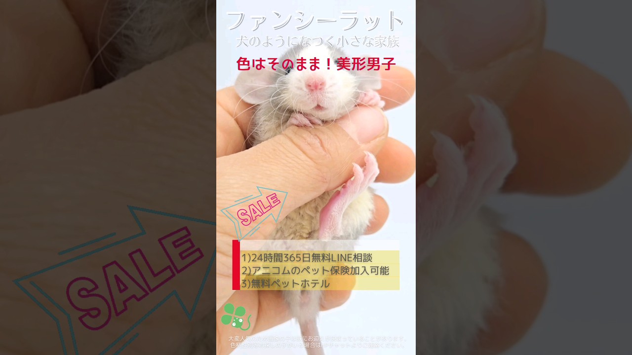 2024.11.29up #ファンシーラット ロシアンブルーブレイズブリッスルダンボ 雄 横浜市のペット専門ネズミブリーダー　お問い合わせ・来店予約はHP、もしくは050-5371-8606
