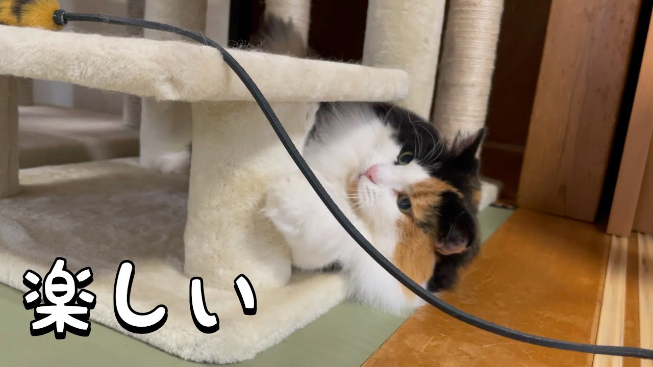 おもちゃに夢中な猫が可愛い【ノルウェージャンフォレストキャット】