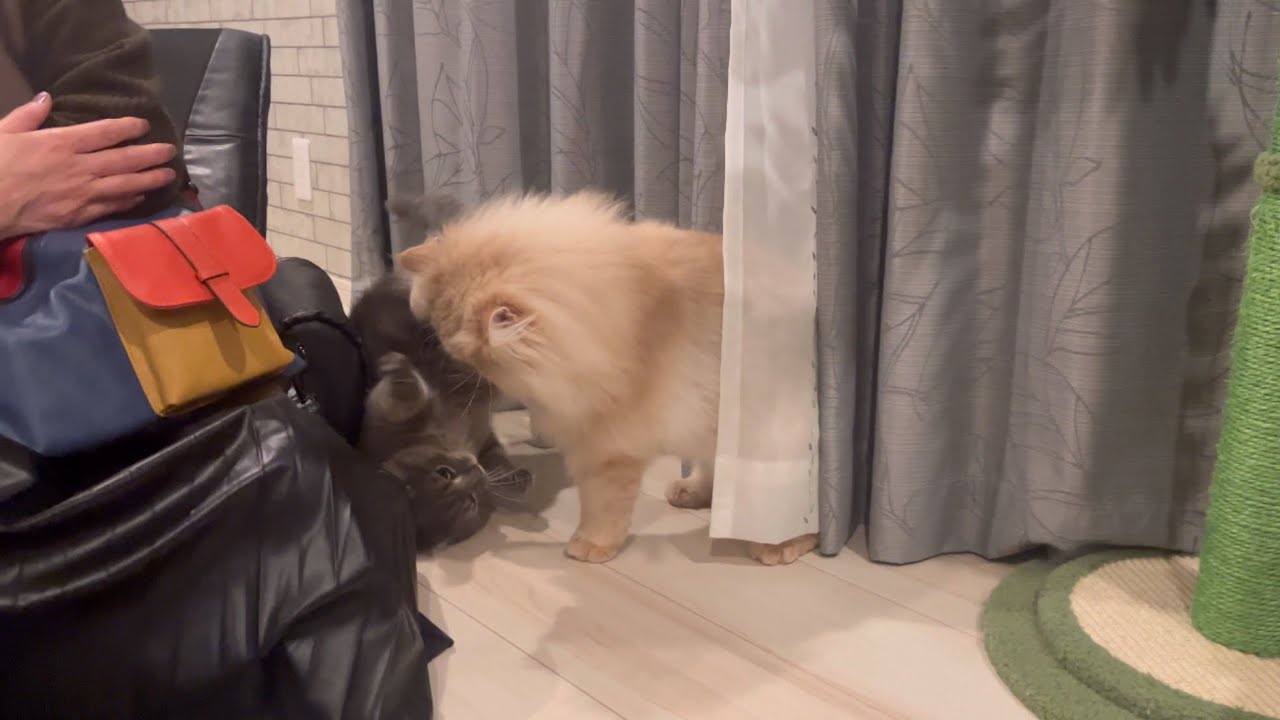 さっきまで寛いでいた猫たちがこうなりました