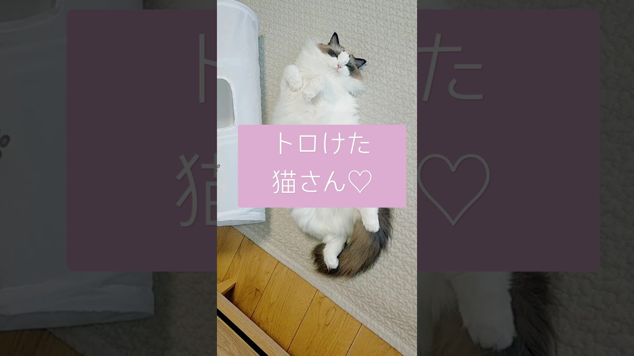 とろけた猫さん♡ #ラグドール #猫 #ねこ #猫のいる暮らし #cat #ragdoll #shorts