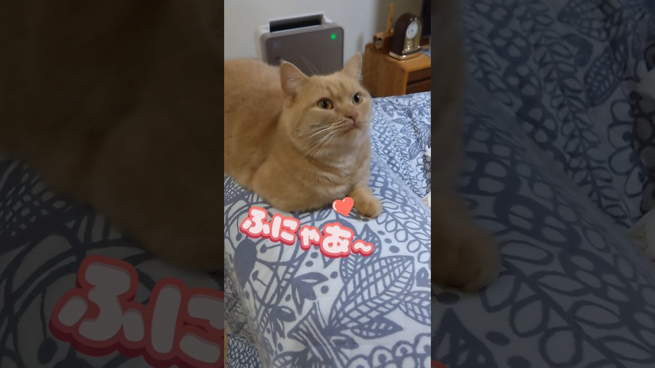 【待ちくたびれるマンチカン】 #shorts #猫 #ねこ #cat
