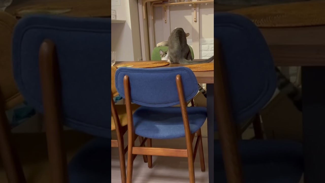 ニャン斗の拳 #shorts #猫 #アビシニアン